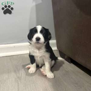 Panda, Border Collie Mix Puppy